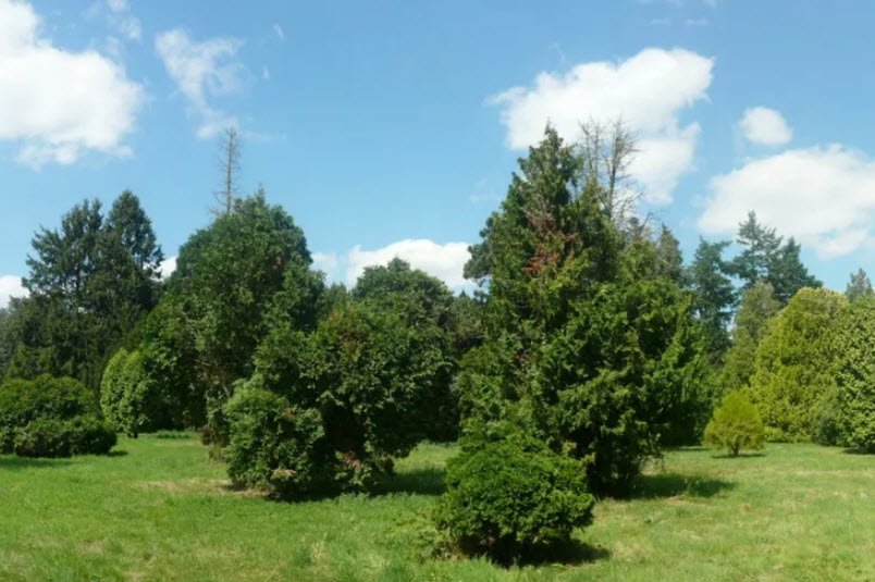 Versailles-Chèvreloup Arboretum, Le Chesnay-Rocquencourt, France